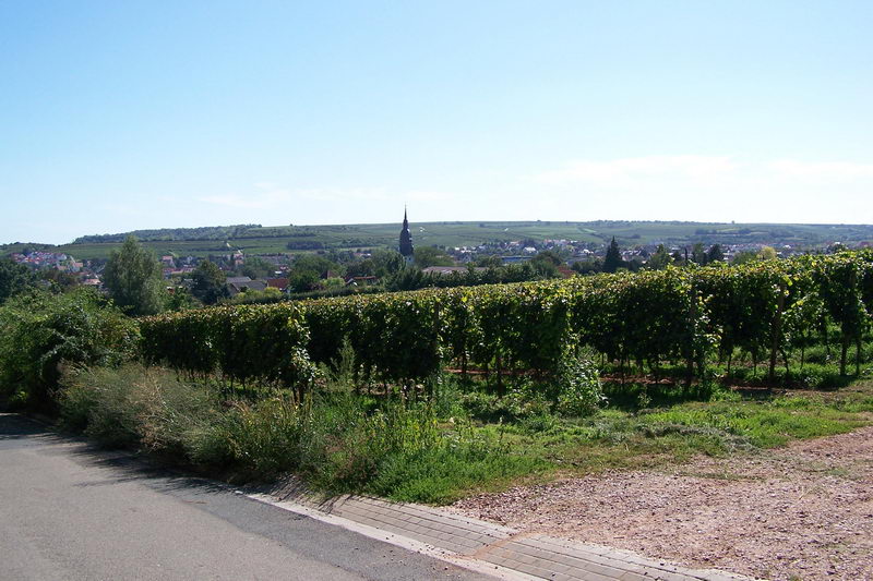 9.9.2006: Vereinsausflug nach Nierstein/ Rheinhessen