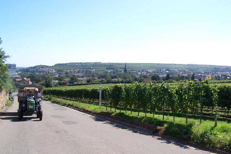 9.9.2006: Vereinsausflug nach Nierstein/ Rheinhessen