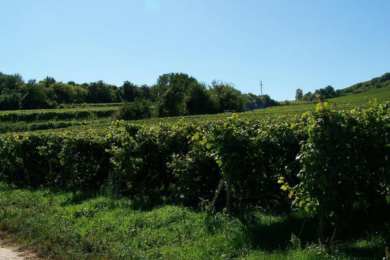 9.9.2006: Vereinsausflug nach Nierstein/ Rheinhessen