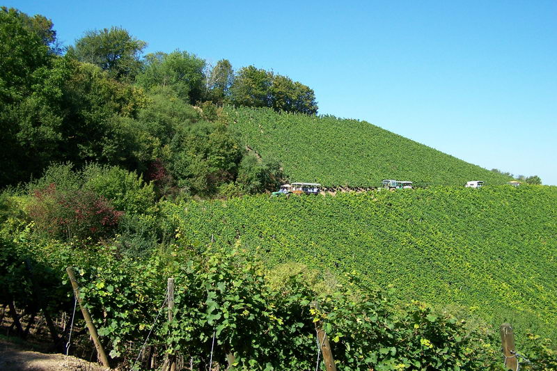 9.9.2006: Vereinsausflug nach Nierstein/ Rheinhessen