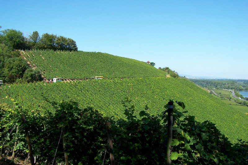 9.9.2006: Vereinsausflug nach Nierstein/ Rheinhessen