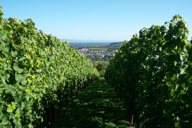 9.9.2006: Vereinsausflug nach Nierstein/ Rheinhessen