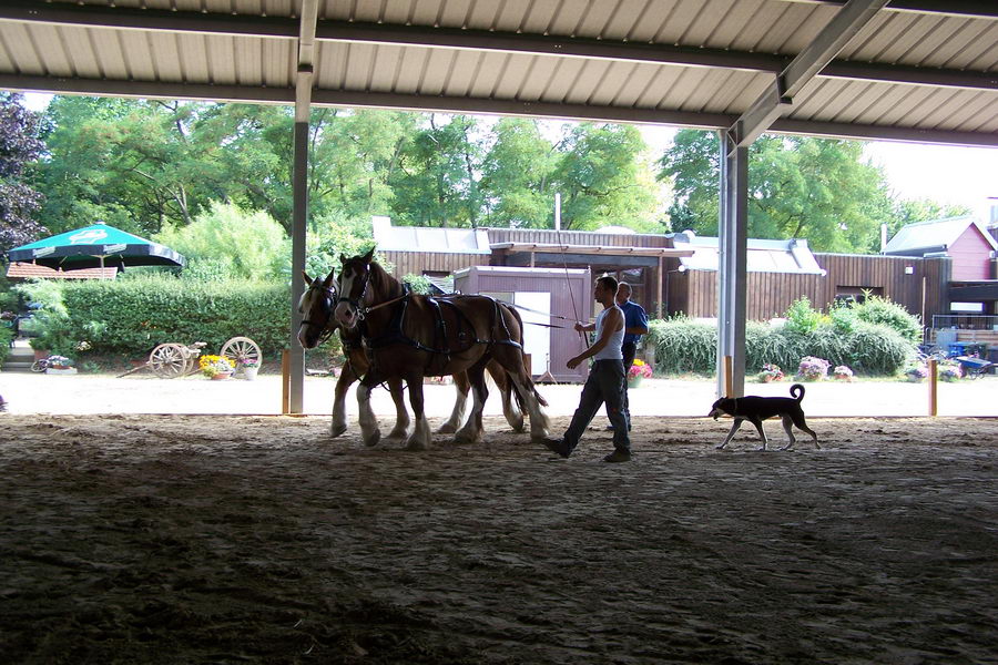 31.7.2008: Mensch + Tier Begegnung bei Werner Wolf